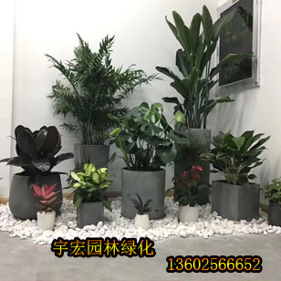 深圳室内花卉