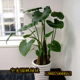 深圳花卉公司